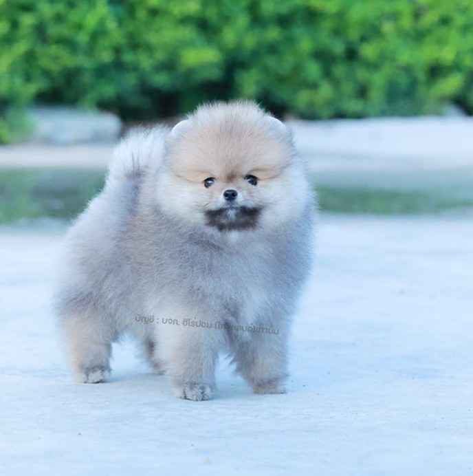 ปอมแท้ ปอมหน้าสั้น HRM-10471 เพศชาย สีขาว หนุ่มฮอต หน้าตาน่ารัก น่าเอ็นดูมาก ๆ แ...