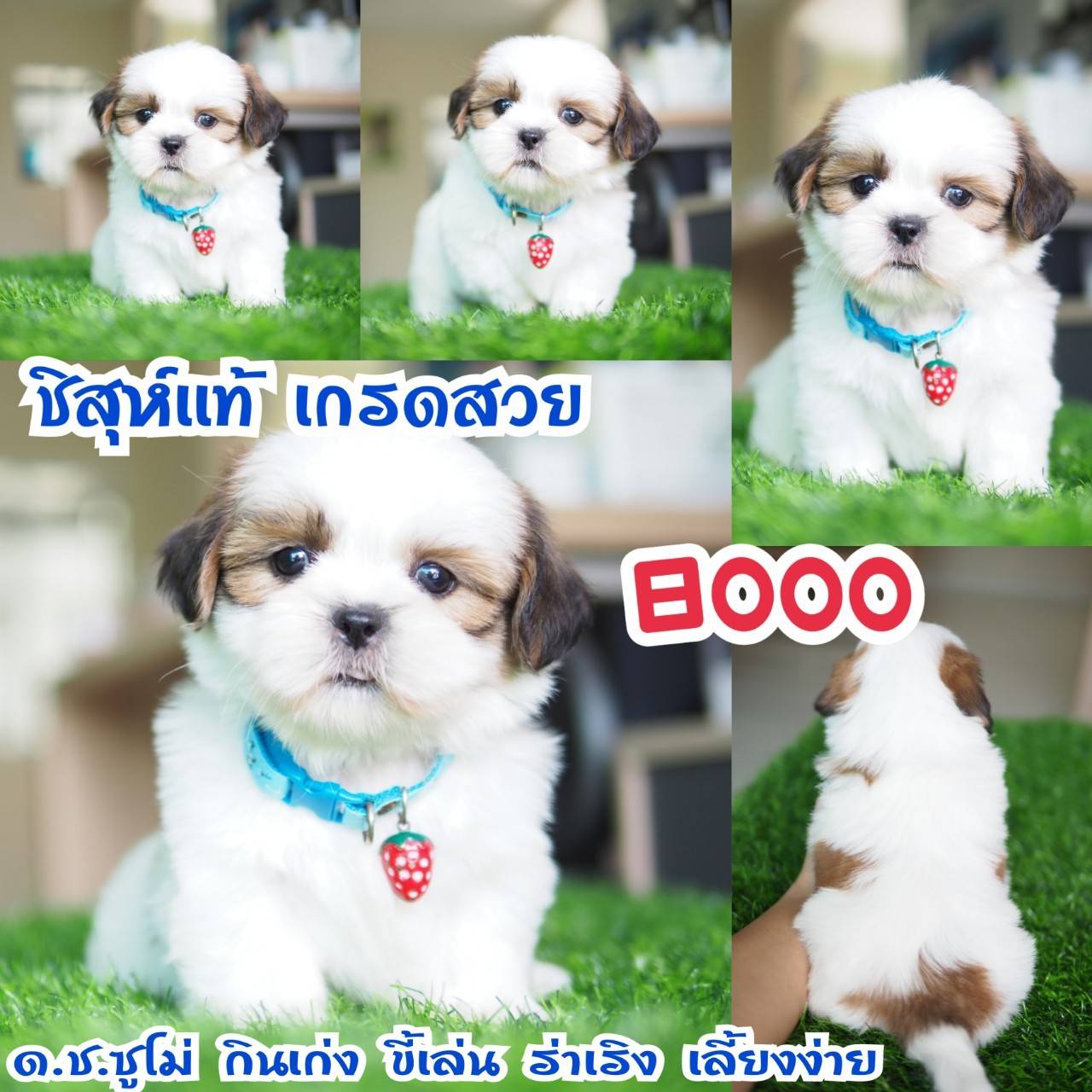 อาณาจักรกิ๊ฟซ่า แหล่งรวบรวม ชิสุห์ สุดน่ารัก