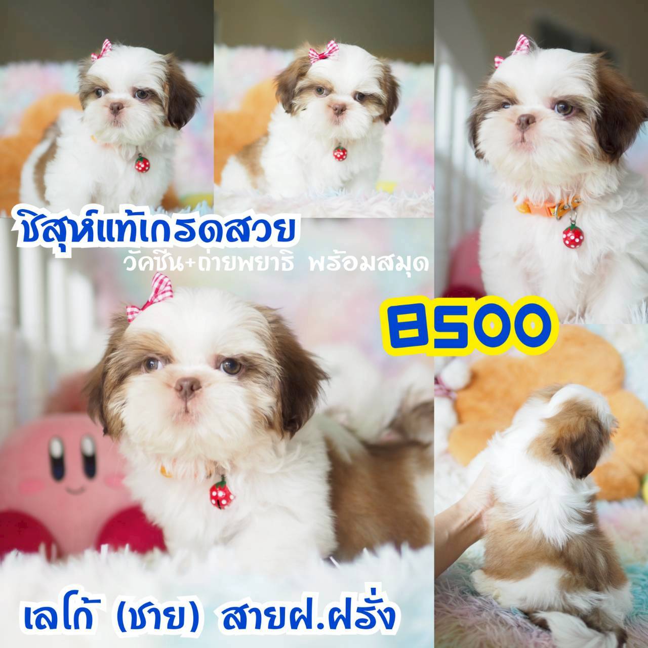 วัคซีน พร้อมสมุด ที่กิ๊ฟซ่า กทม.จตุโชติ
