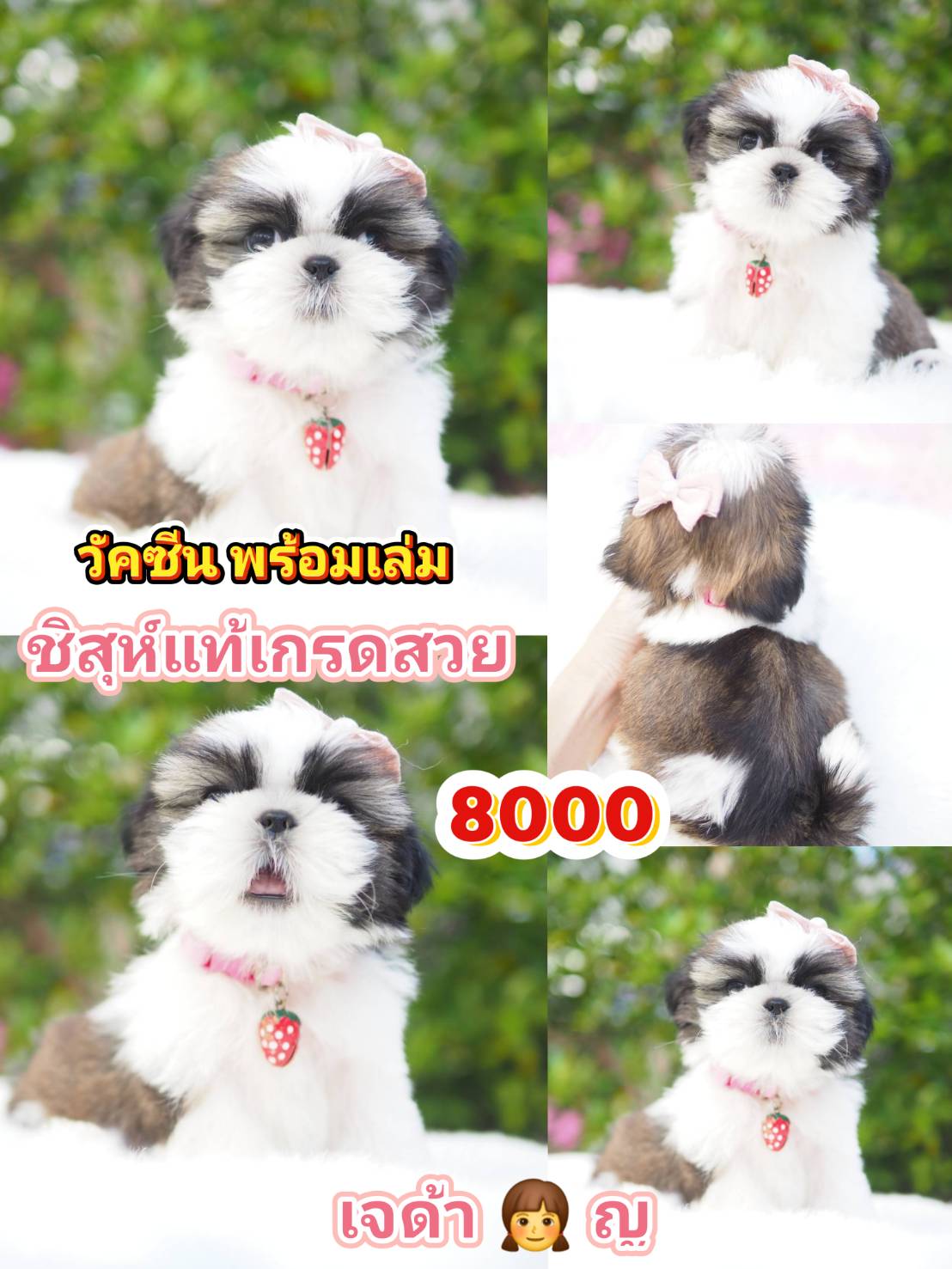 กิ๊ฟซ่า แถม วัคซีน
