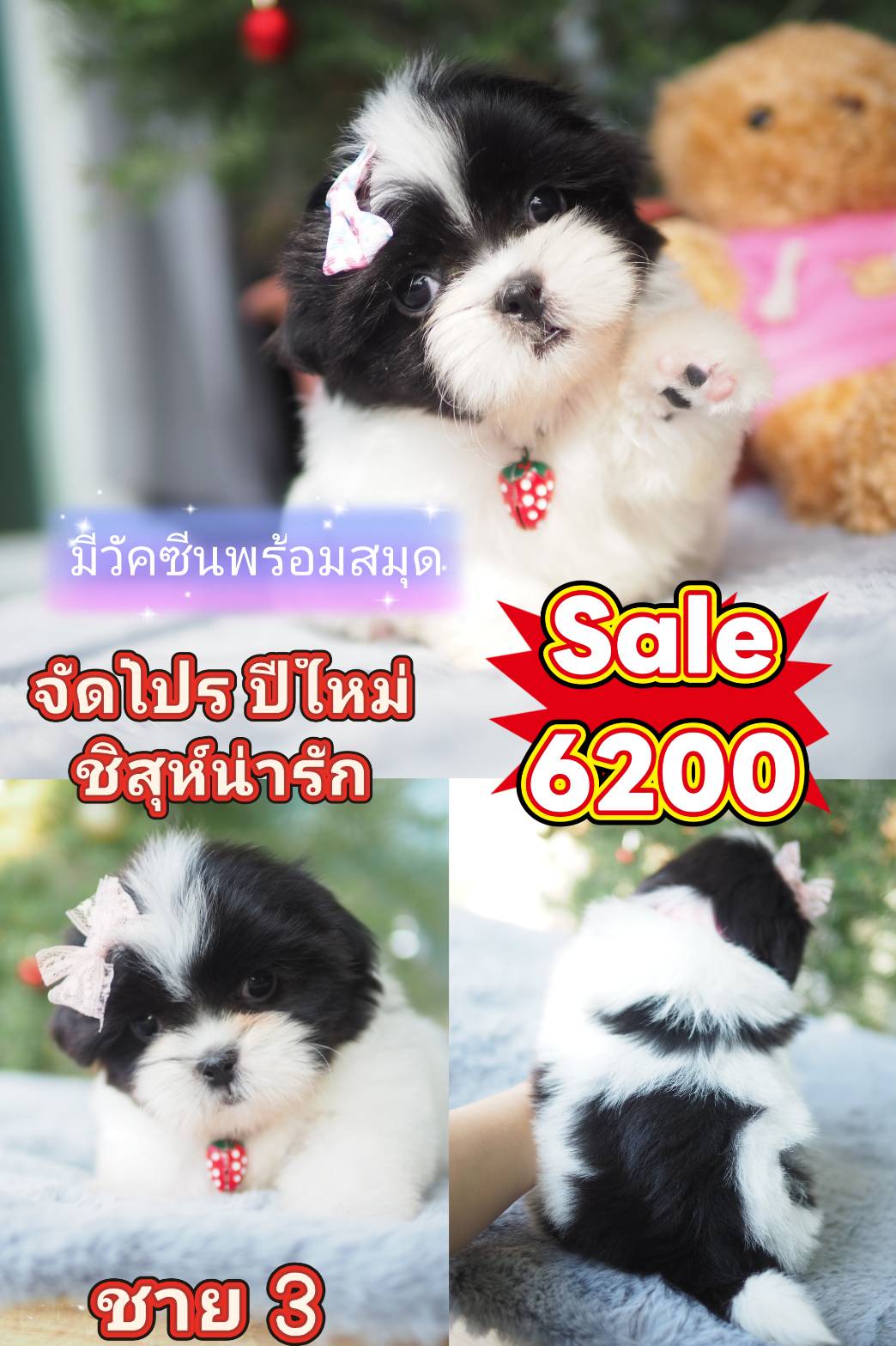 ชิสุแท้ พร้อมวัคซีน