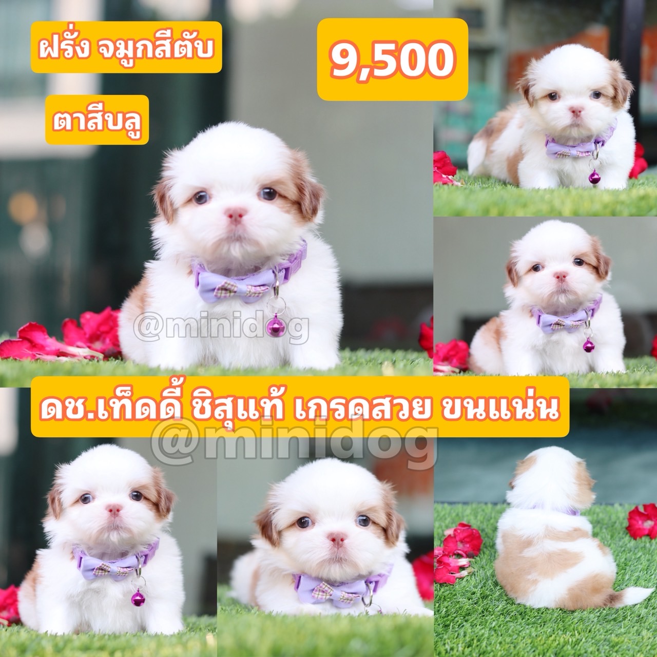 ชิสุแท้เกรดสวย