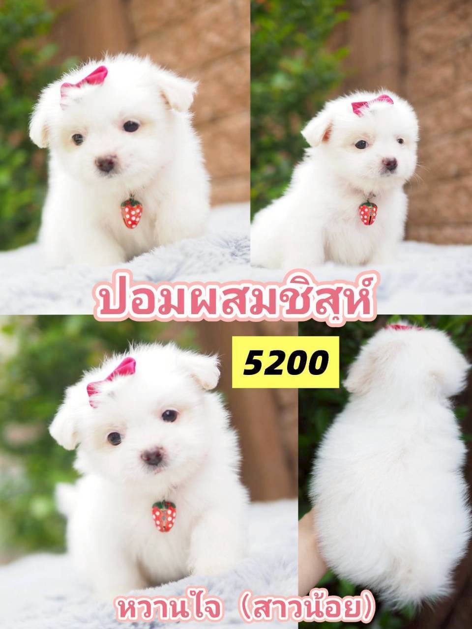 กิ๊ฟซ่าชิสุ ❤️ กทม