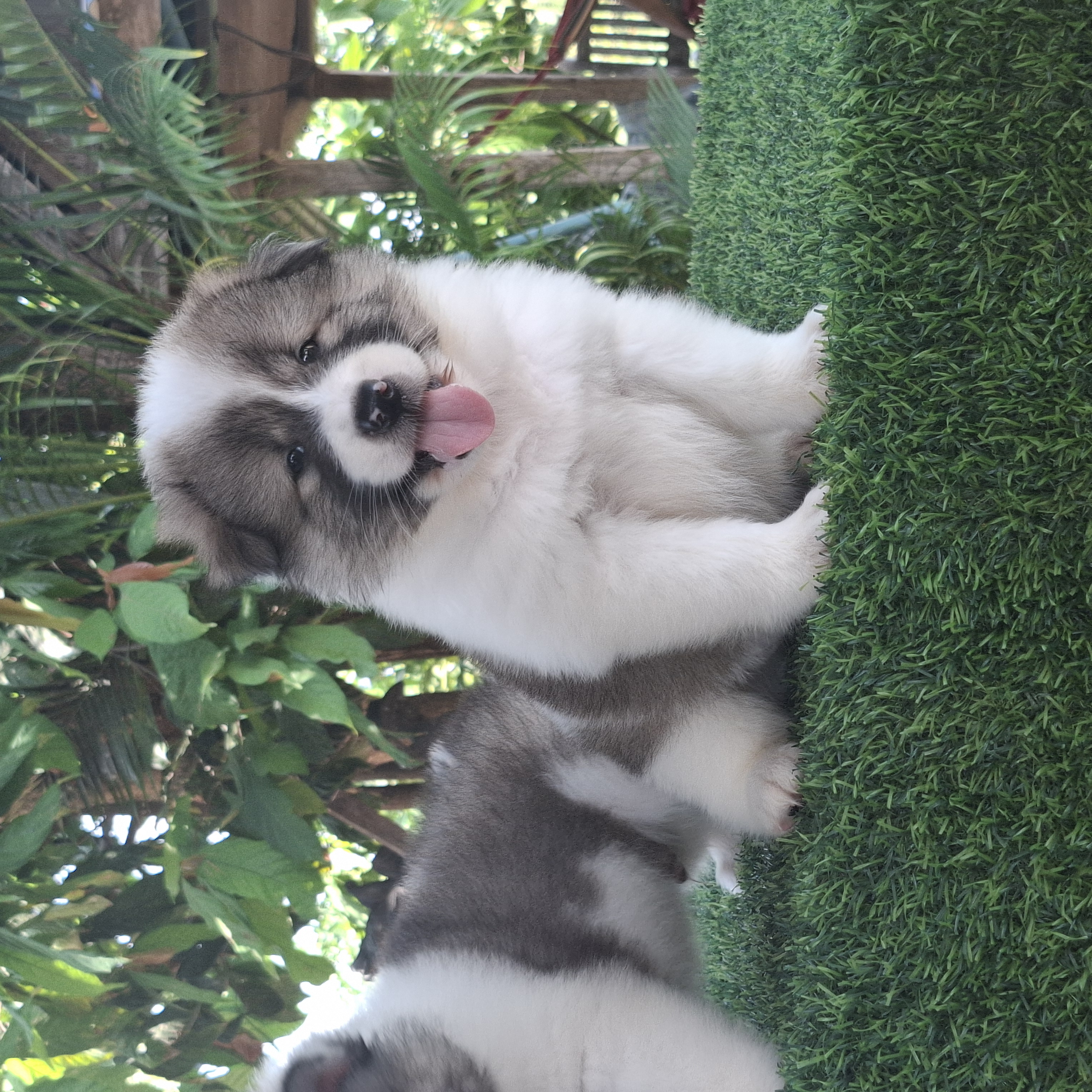 หาบ้านให้ลูกชาย  โครงสร้างดีสายเลือกเแชมป์  มีใบเพ็ด วัคซีนแล้ว สนใจโทร 08188863...