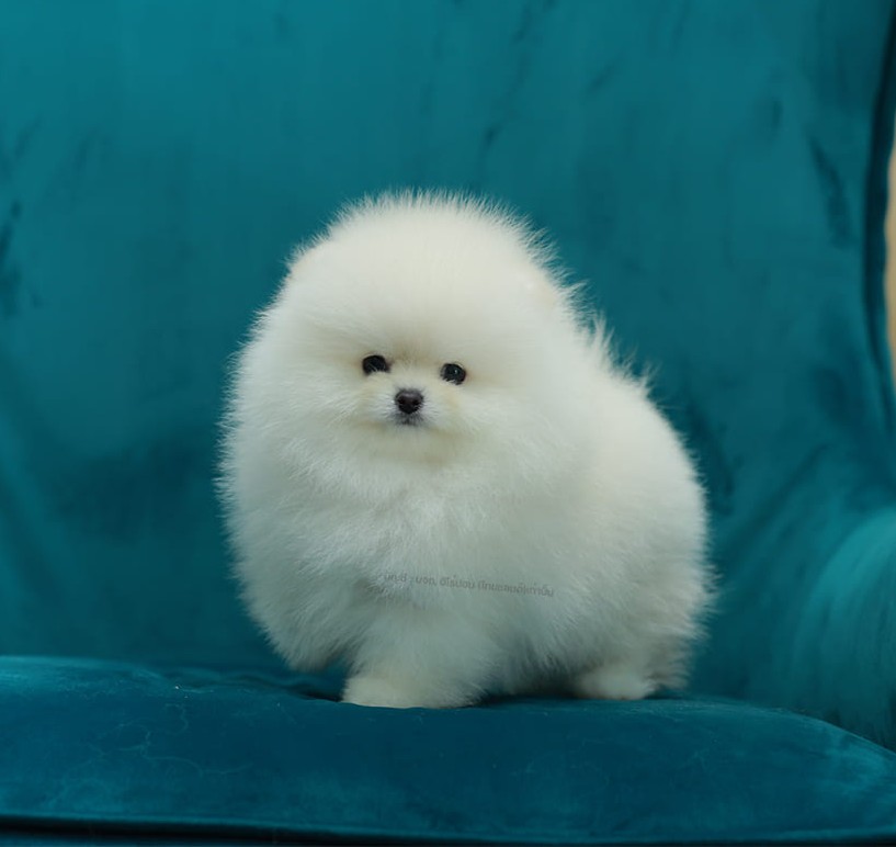 ปอมแท้ ปอมหน้าสั้น HRM-89139 เพศชาย สีขาว หนุ่มฮอต หน้าตาน่ารัก น่าเอ็นดูมาก ๆ แ...