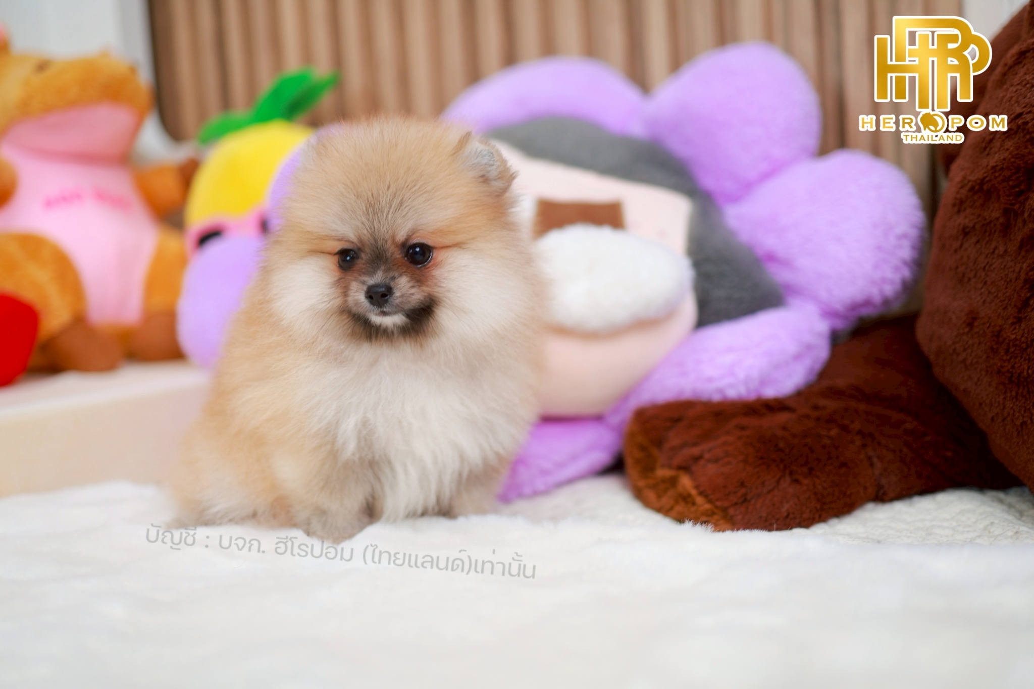 ปอมแท้ ปอมหน้าสั้น HRM-10268 เพศชาย สีส้ม อายุ 2 เดือน น่ารักมาก ๆ ถ่ายรูปแล้วขึ...