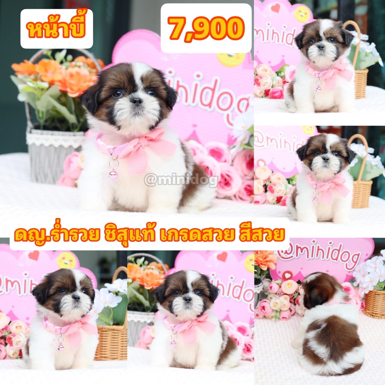ชิสุแท้เกรดสวย