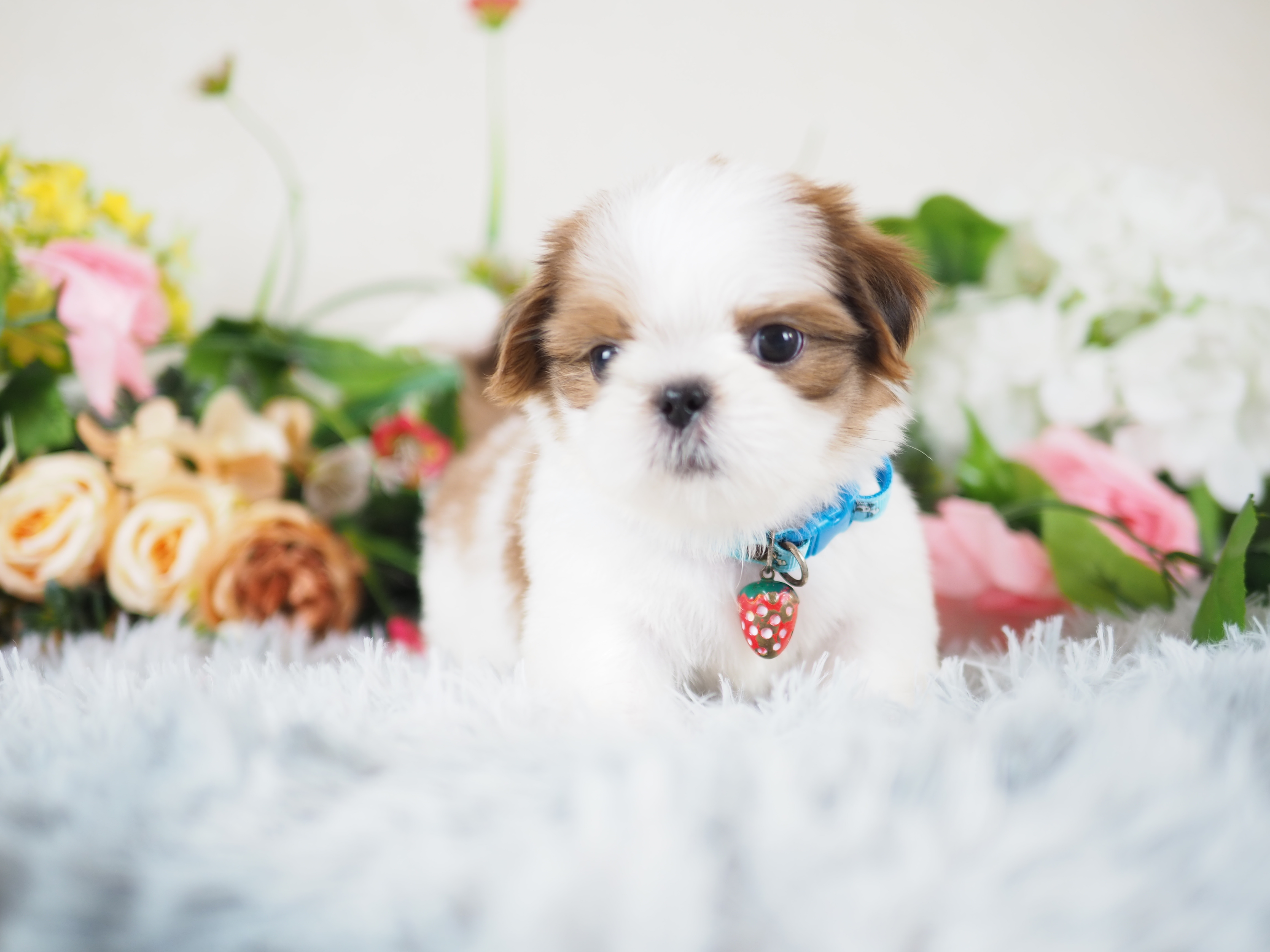 Shihtzu kibzaa