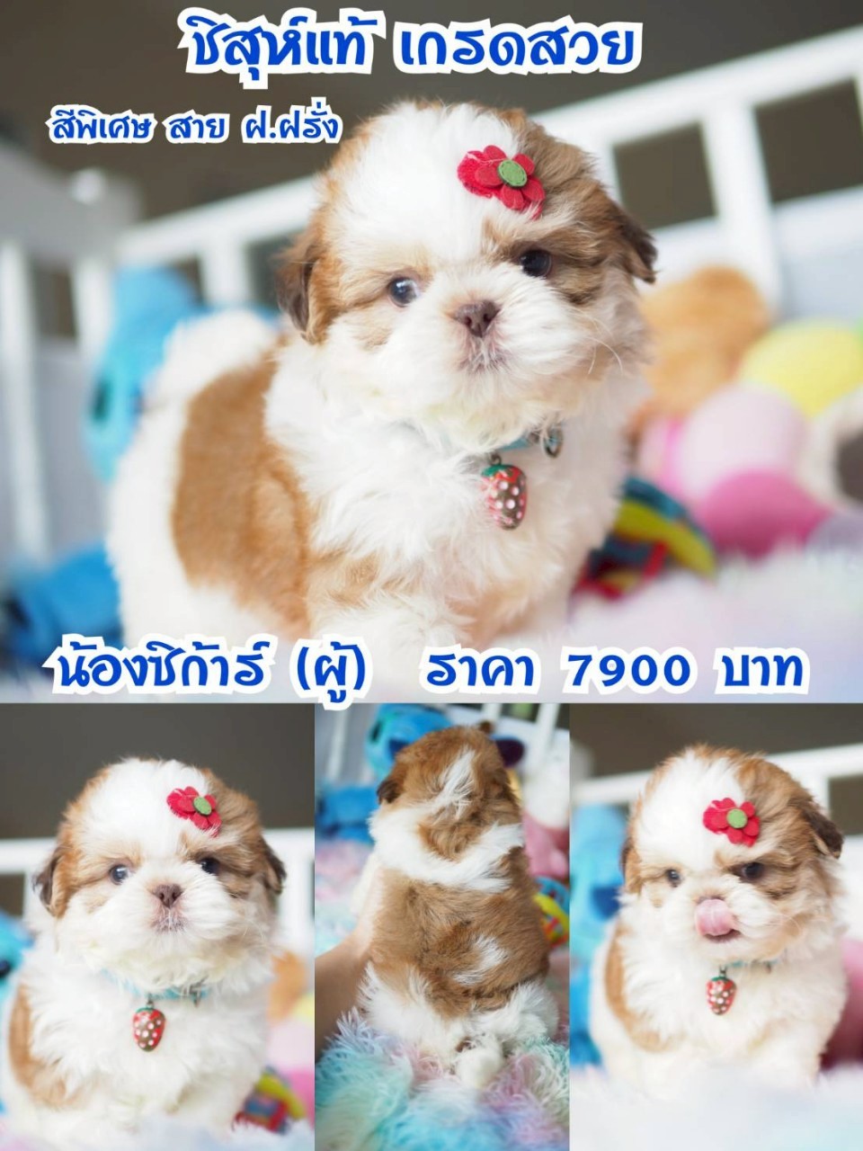 ⛔️กิ๊ฟซ่า มีแต่สวยๆ