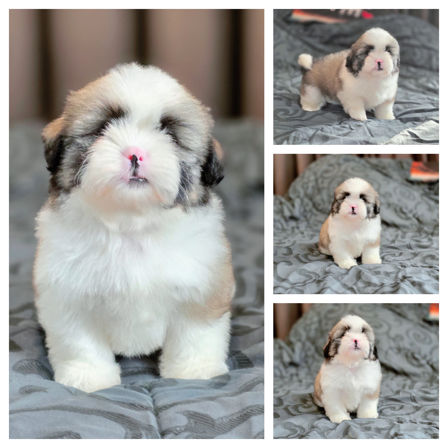 ชิสุแท้เพศเมียว่างตัวสุดท้ายเกรดสวยวัคซีนแล้วมีจัดส่งจ้า