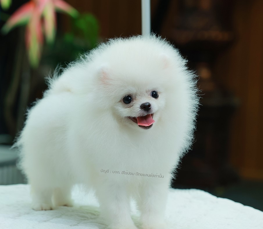 ปอมแท้ ปอมเมอเรเนียน HRF-50569 เพศหญิง สีขาว อายุ 2 เดือน หน้าตาน่ารัก ขาสั้น ขน...