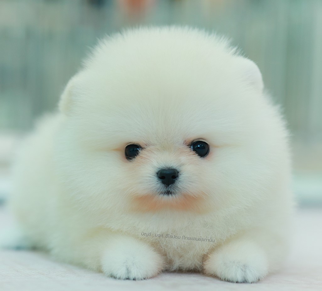 ปอมแท้ ปอมเมอเรเนียน HRF-68766 เพศหญิง สีขาว อายุ 2 เดือน หน้าตาน่ารัก ขาสั้น ขน...