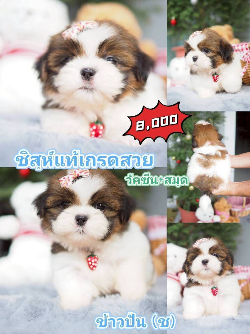 กิ๊ฟซ่า ลดได้ๆ