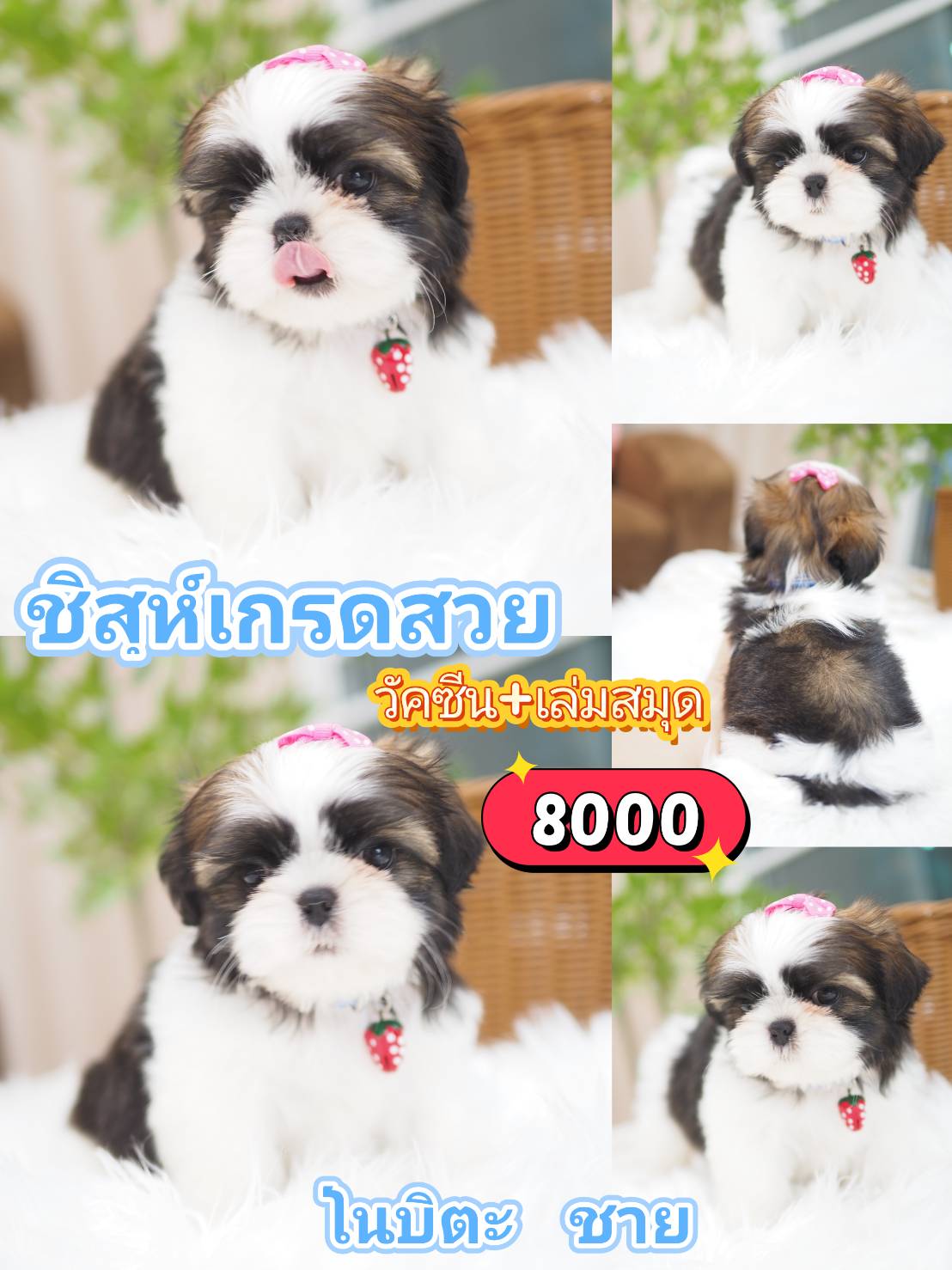 Shihtzu