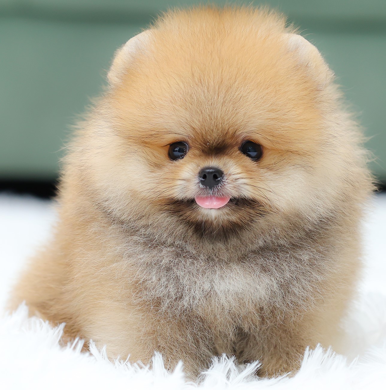 ปอมแท้ ปอมเมอเรเนียน HRM-68594 เพศชาย สีส้ม อายุ 2 เดือน หน้าตาน่ารัก ขาสั้น ขนแ...