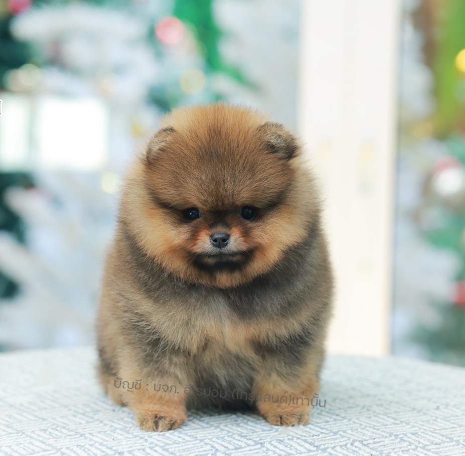 ปอมแท้ ปอมหน้าหมี HRF-10944 เพศหญิง สีส้ม ตัวจิ๋วตัวเล็ก แก้มอ้วน น่าฟัดมาก ๆ ตอ...