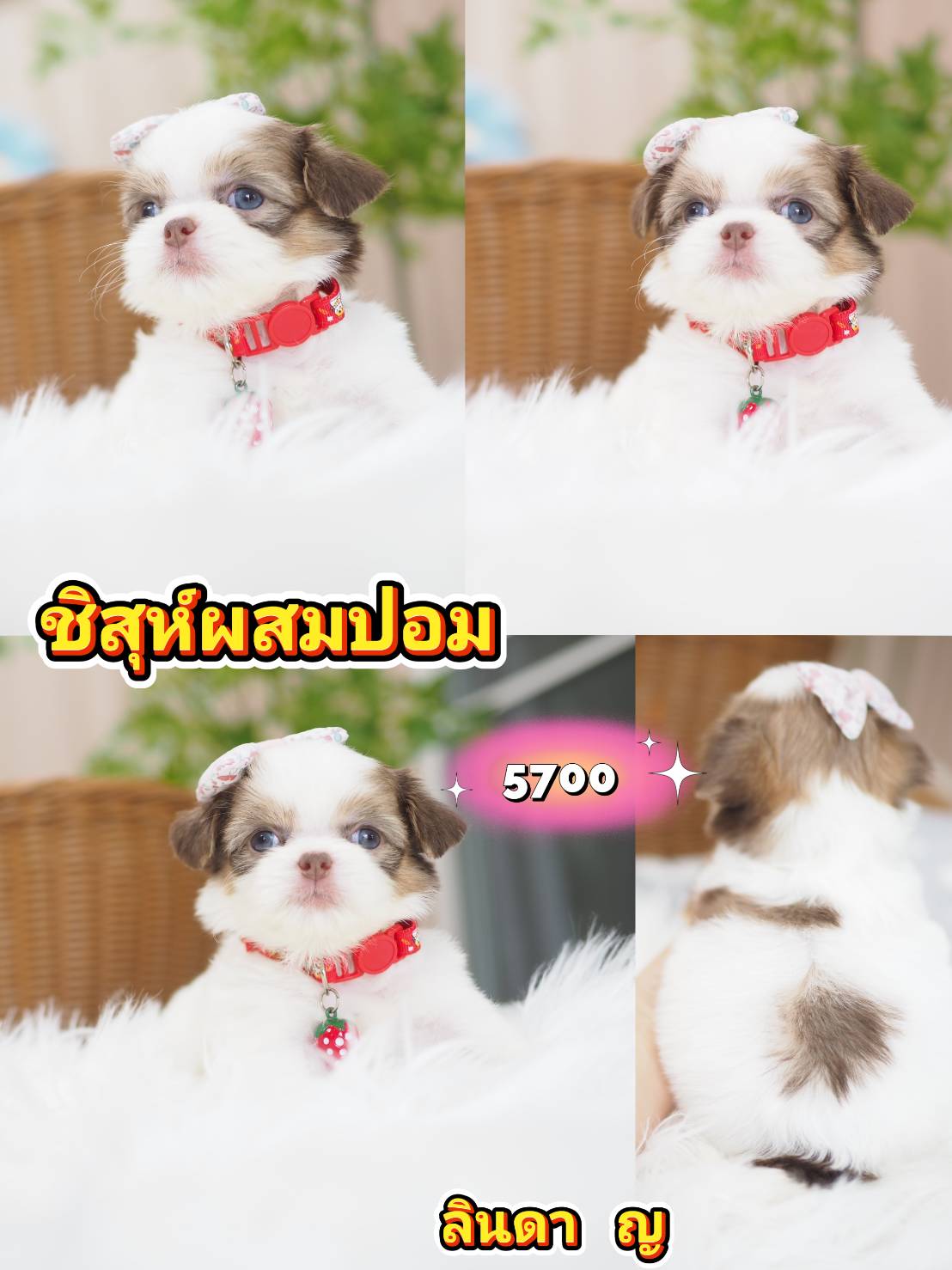 Shihtzu