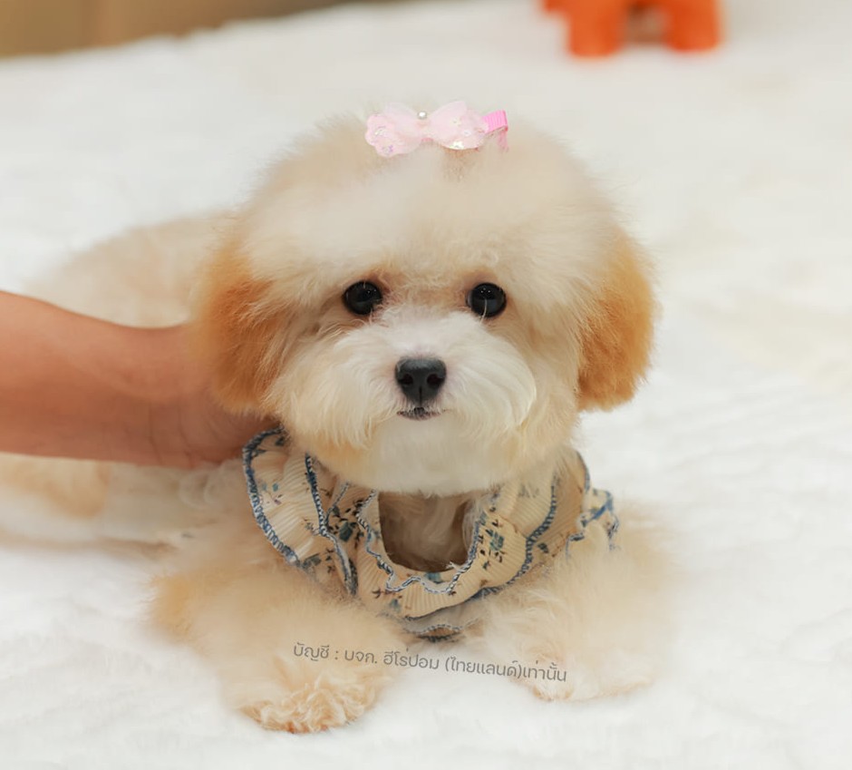 บิชองพู BCF-35638 เพศหญิง สี Champagne สวยหวานลูกคุณ ตัวเล็ก ขนนุ่ม สายเลือดคุณพ...