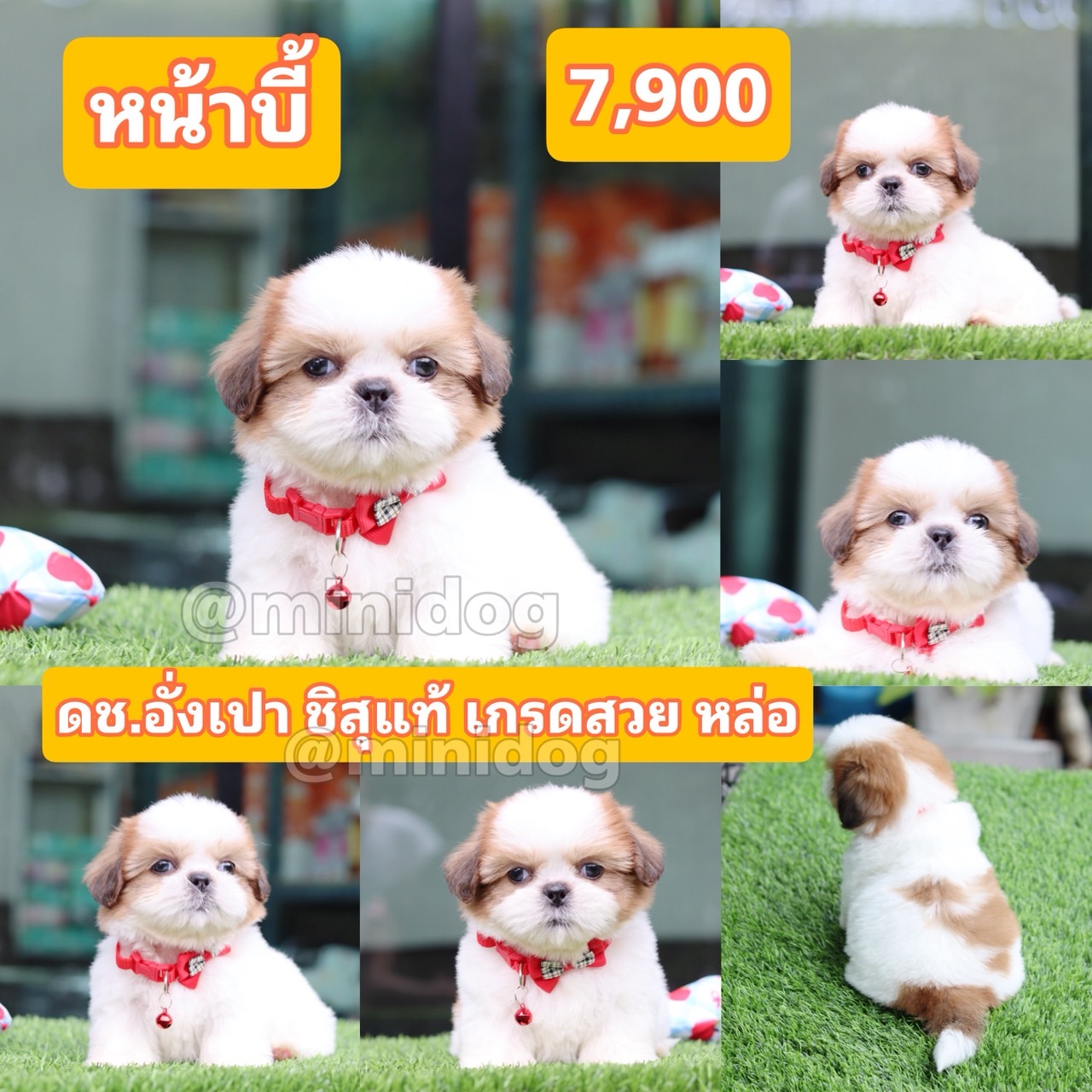 ชิสุแท้เกรดสวย