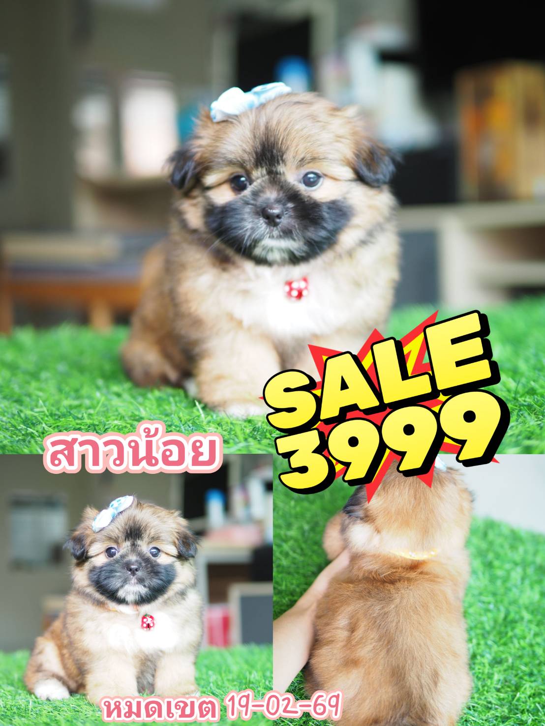 ปอมชิสุ โปร 3999