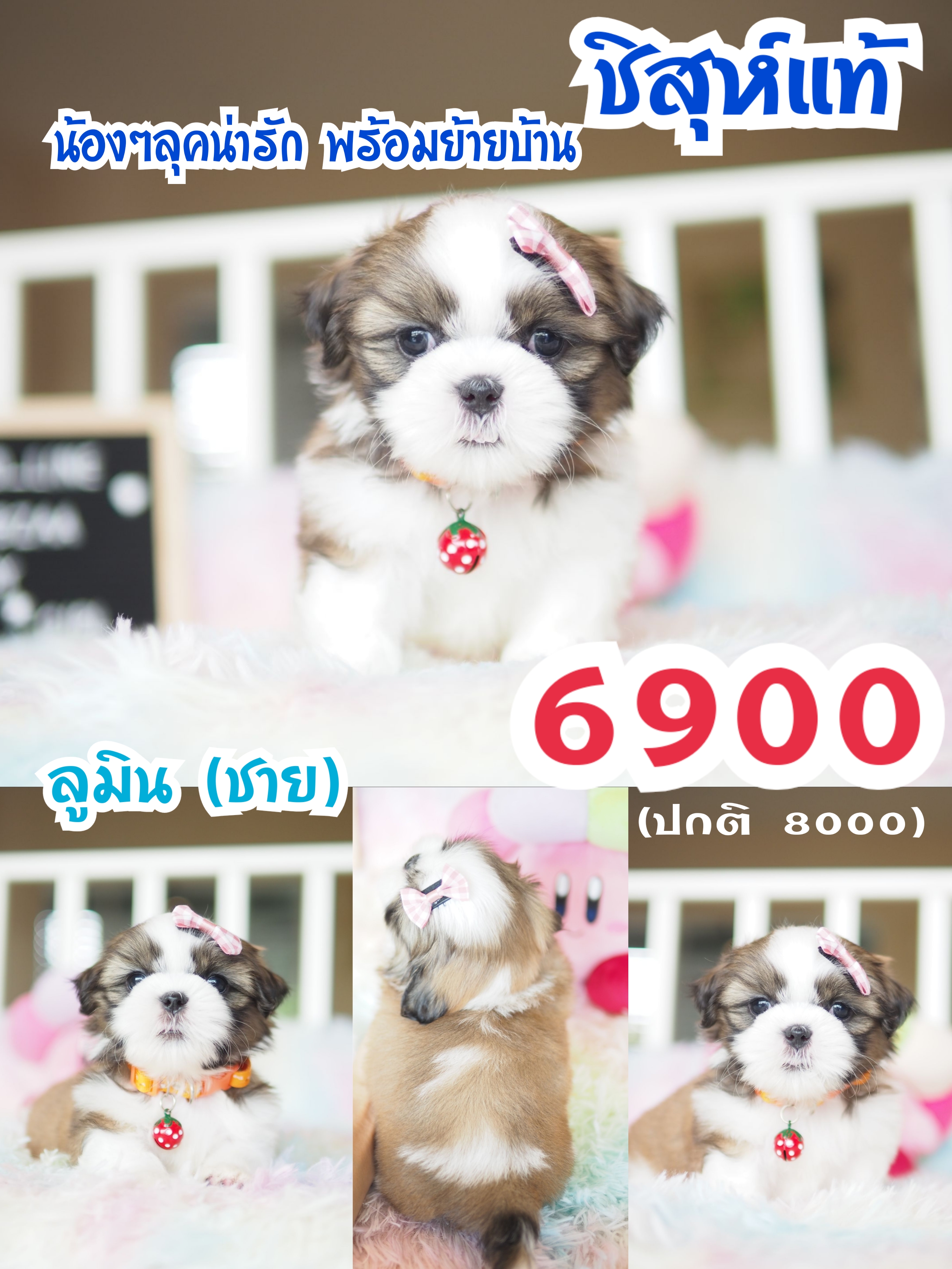 บ้านหมาน่ารัก กิ๊ฟซ่า