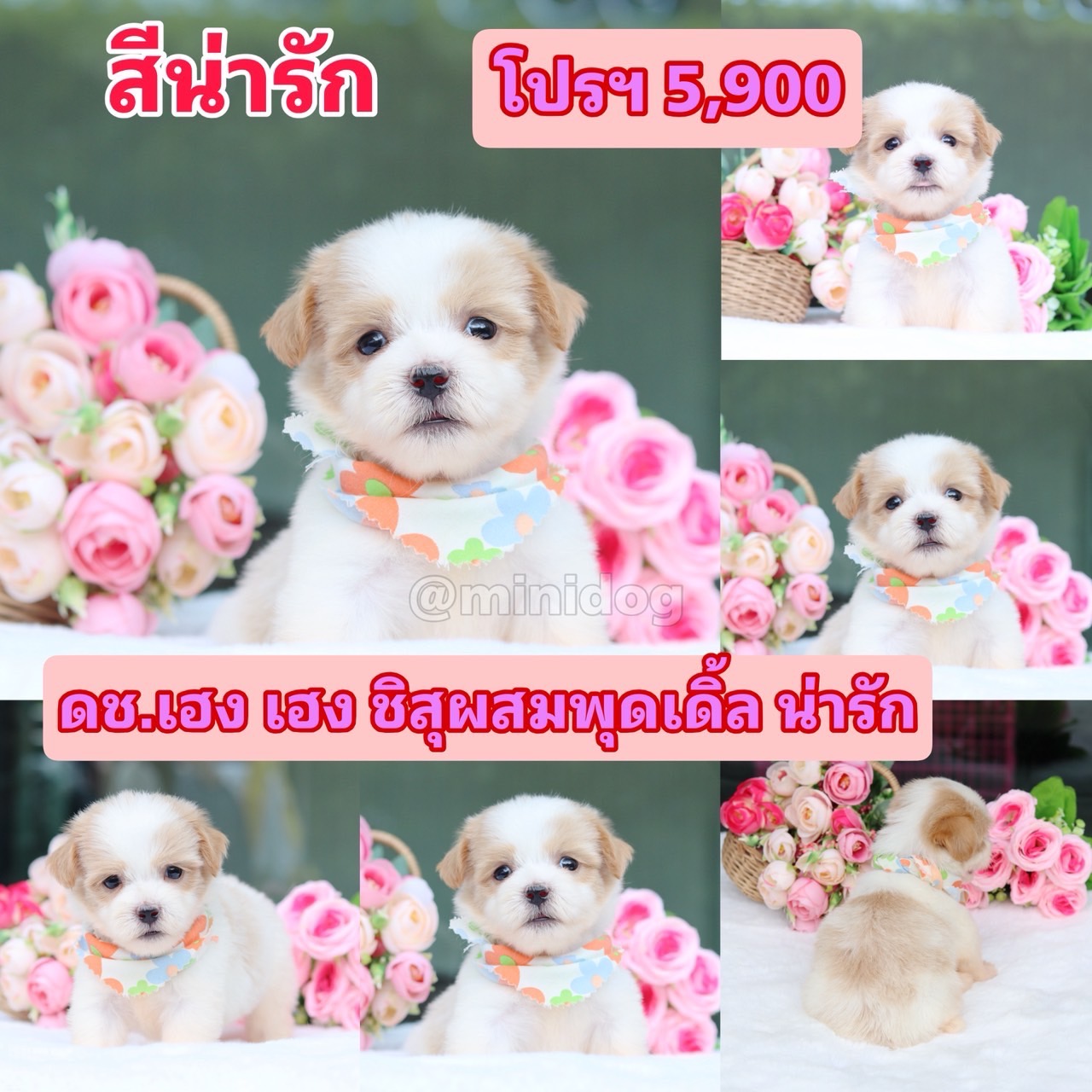 ชิสุผสมพุดเดิ้ล