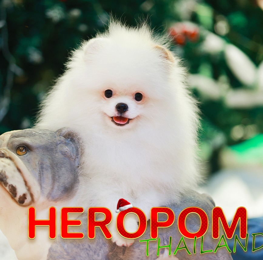 ปอมแท้ ปอมหน้าหมี HRM-10381 เพศชาย สีส้ม อายุ 2 เดือน ขนแน่น ขาใหญ่ กินเก่ง หน้า...