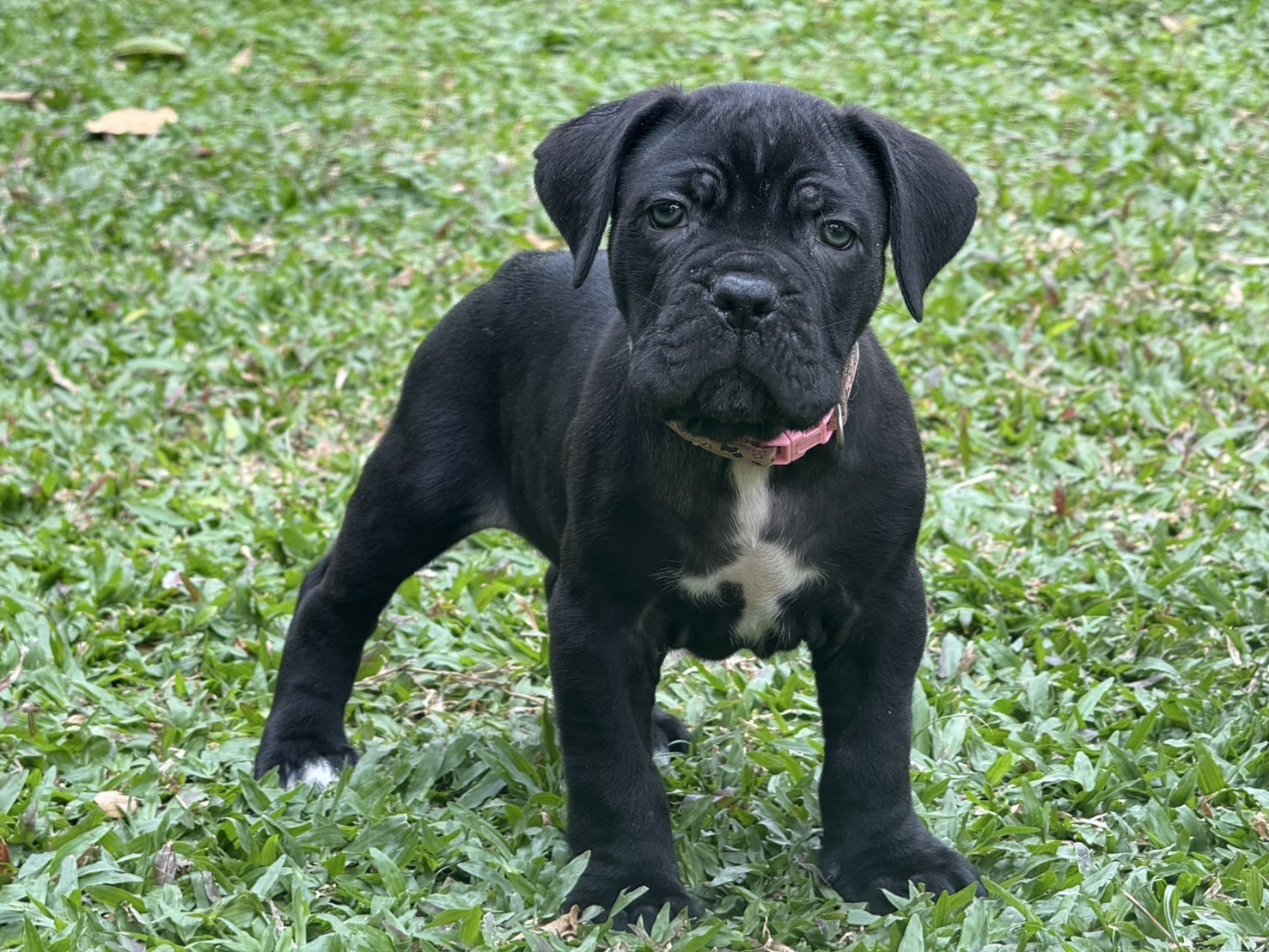 Cane Corso Mastiff