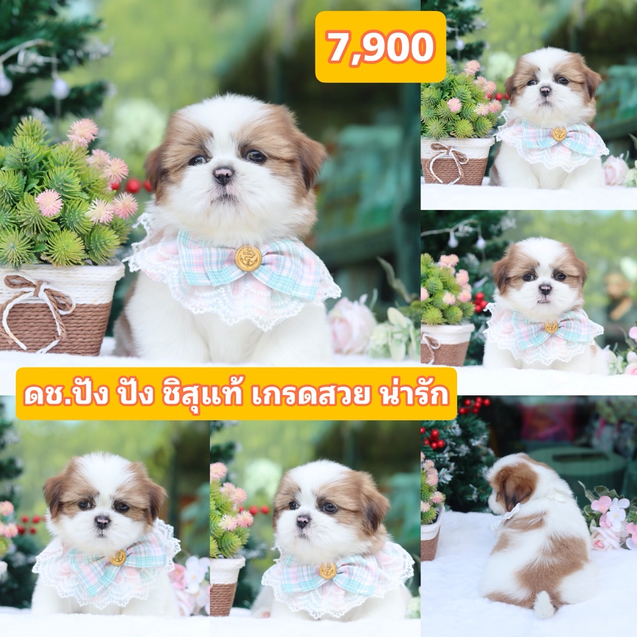 ชิสุแท้เกรดสวย