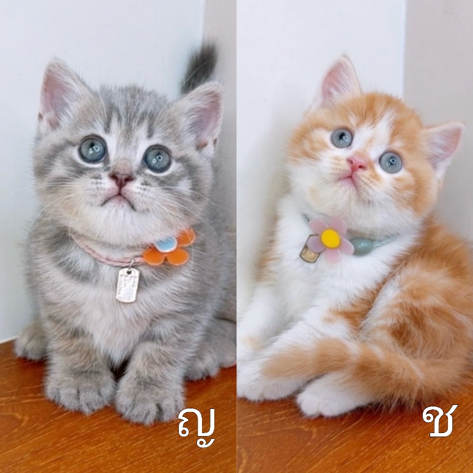 แมวสก๊อตติสโฟล์ สายพันธุ์แท้ คุณภาพ