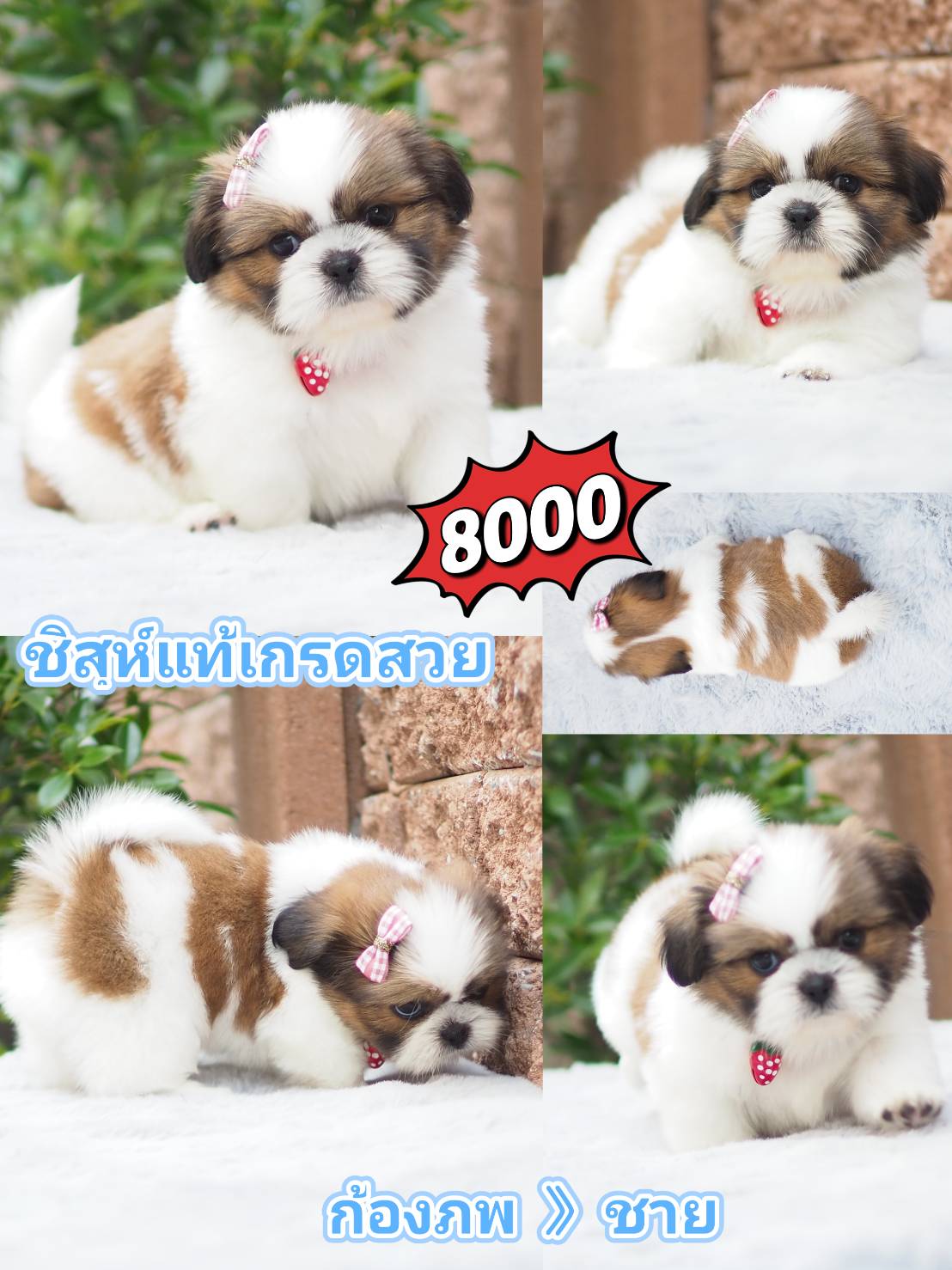 Shihtzu สวย+มีส่วนลด