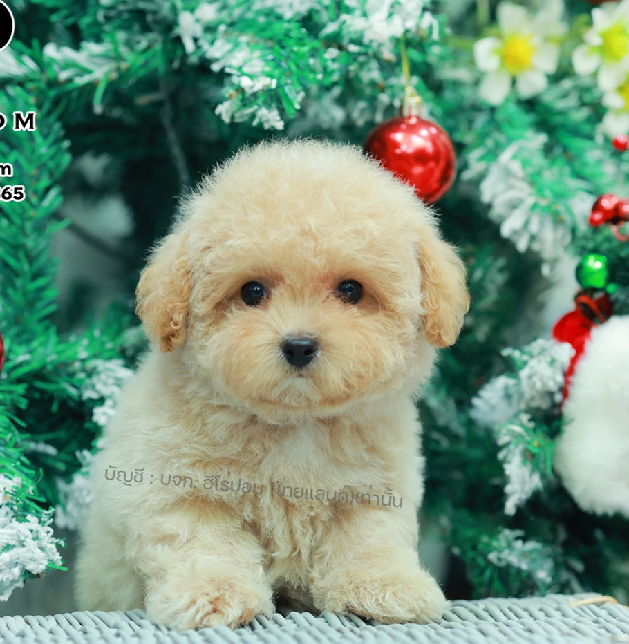 บิชองพู BCM-10751 เพศชาย สีขาว สวยหวานลูกคุณ ตัวเล็ก ขนนุ่ม สายเลือดคุณพ่อคุณแม่...