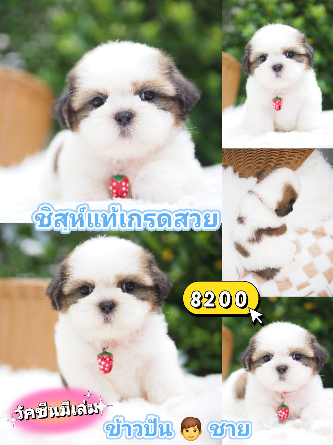 ชิสุ มีวัคซีน❣️