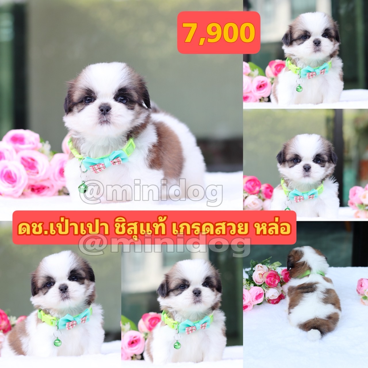 ชิสุแท้เกรดสวย