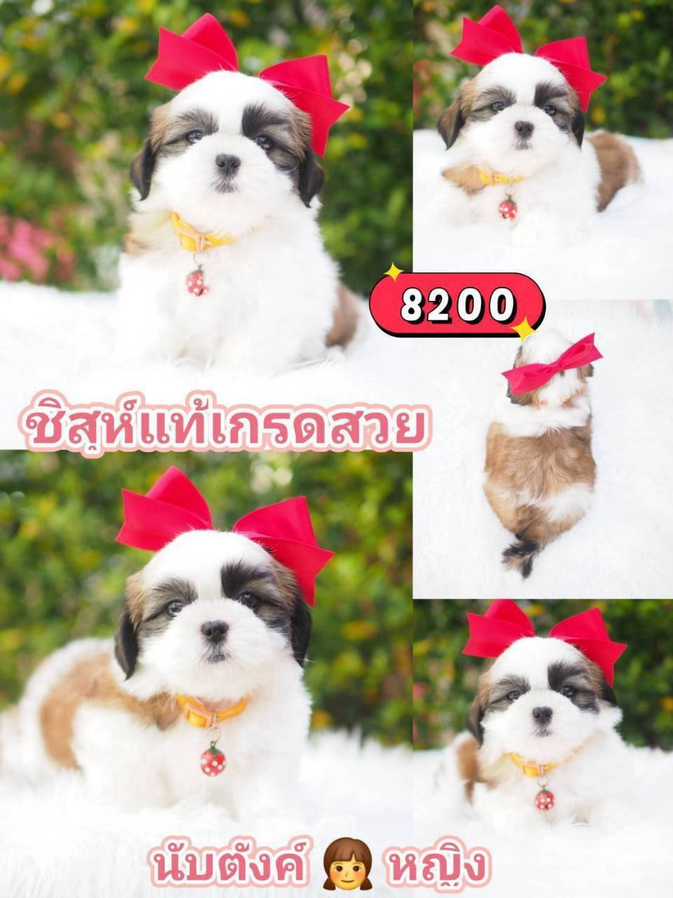 กิ๊ฟซ่า