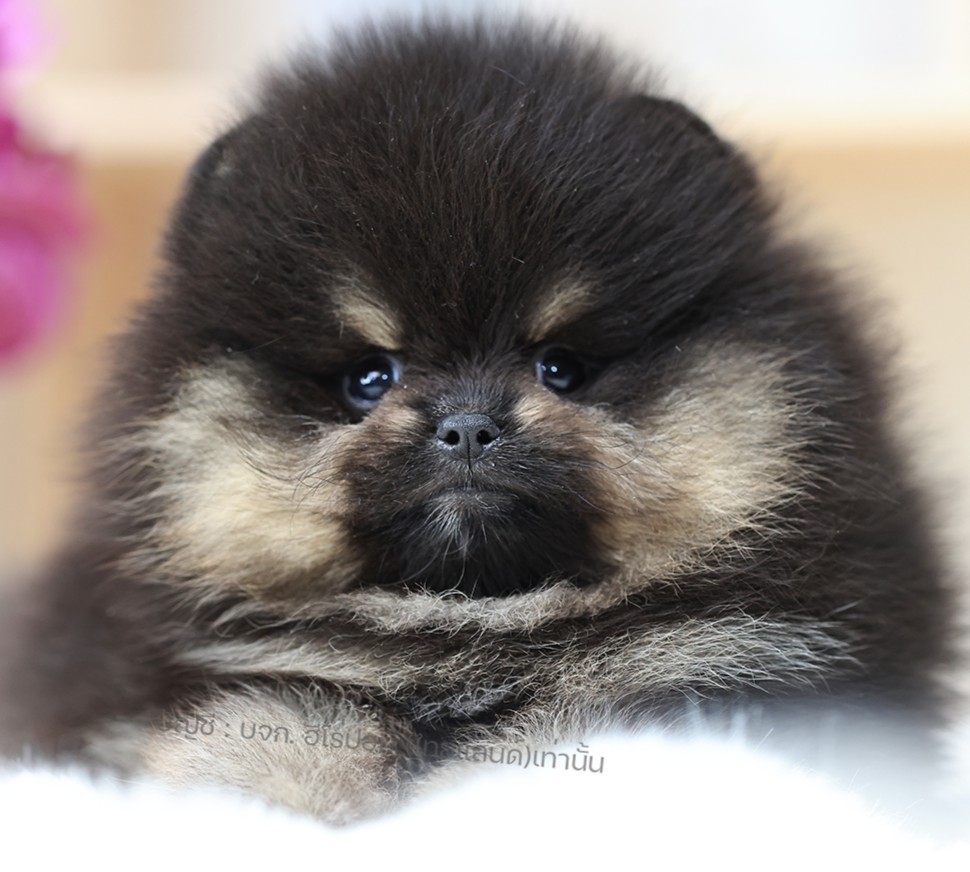 ปอมหน้าหมี ปอมแท้ ปอมเมอเรเนียน HRF-68400 เพศหญิง สีแบล็คแทน อายุ 2 เดือน หน้าตา...