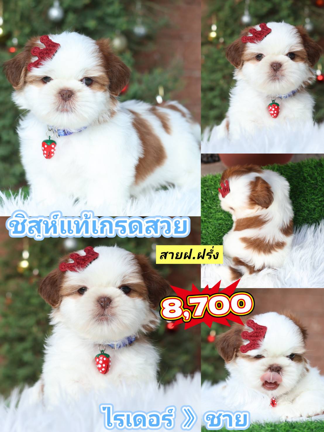 Kibzaa shihtzu