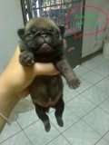 เปิดจองลูกหมาปั๊กราคา  4500...