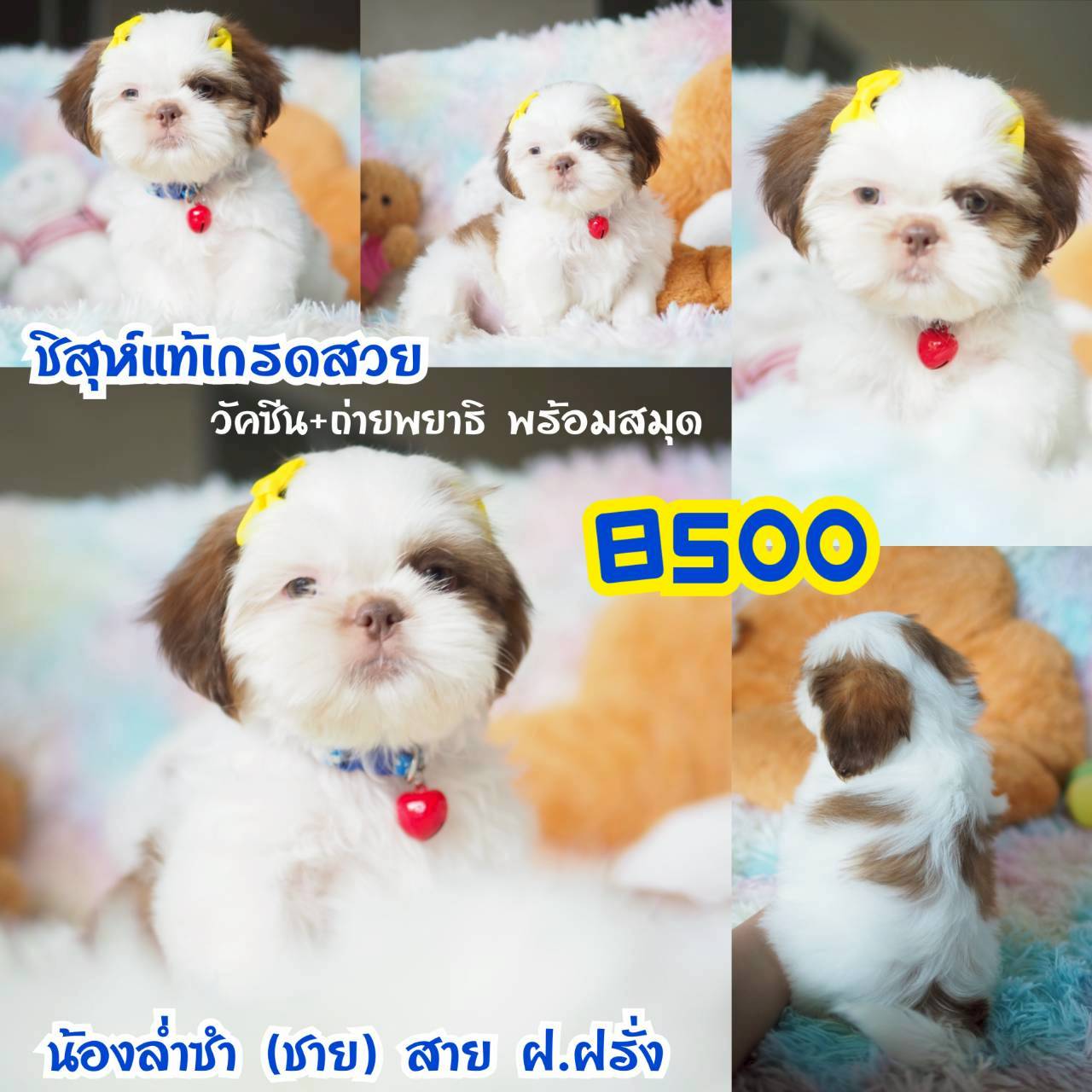 วัคซีน พร้อมสมุด ที่กิ๊ฟซ่า กทม.จตุโชติ