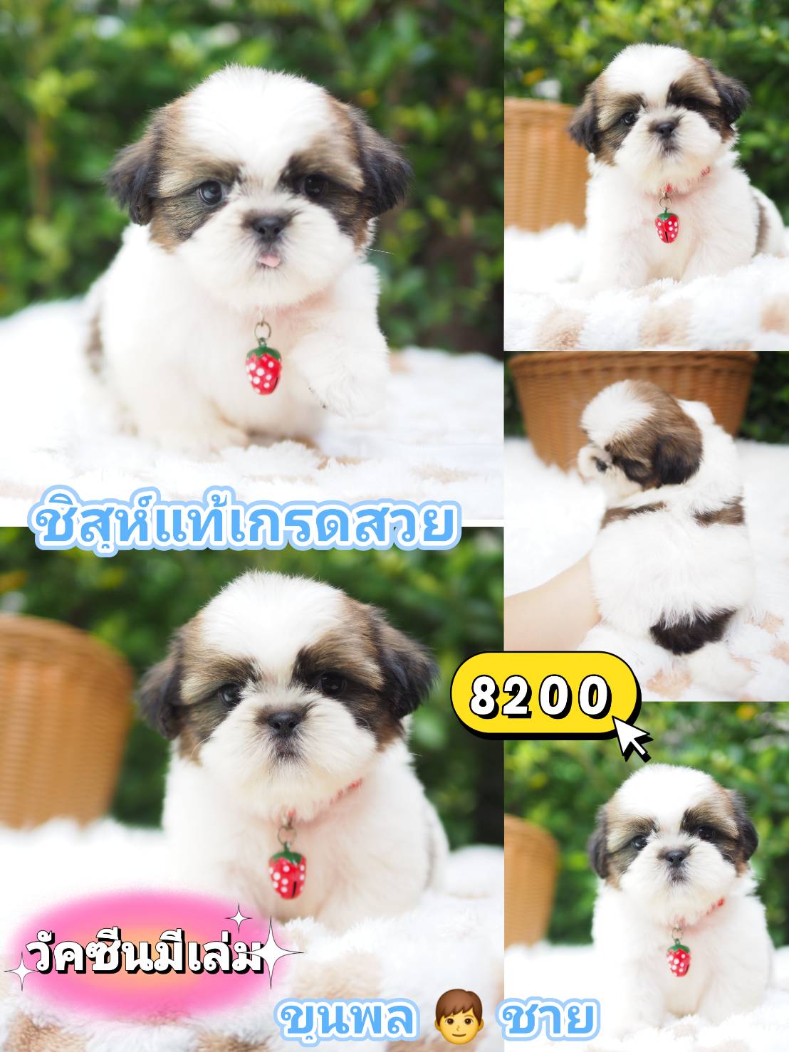 ชิสุ มีวัคซีน❣️