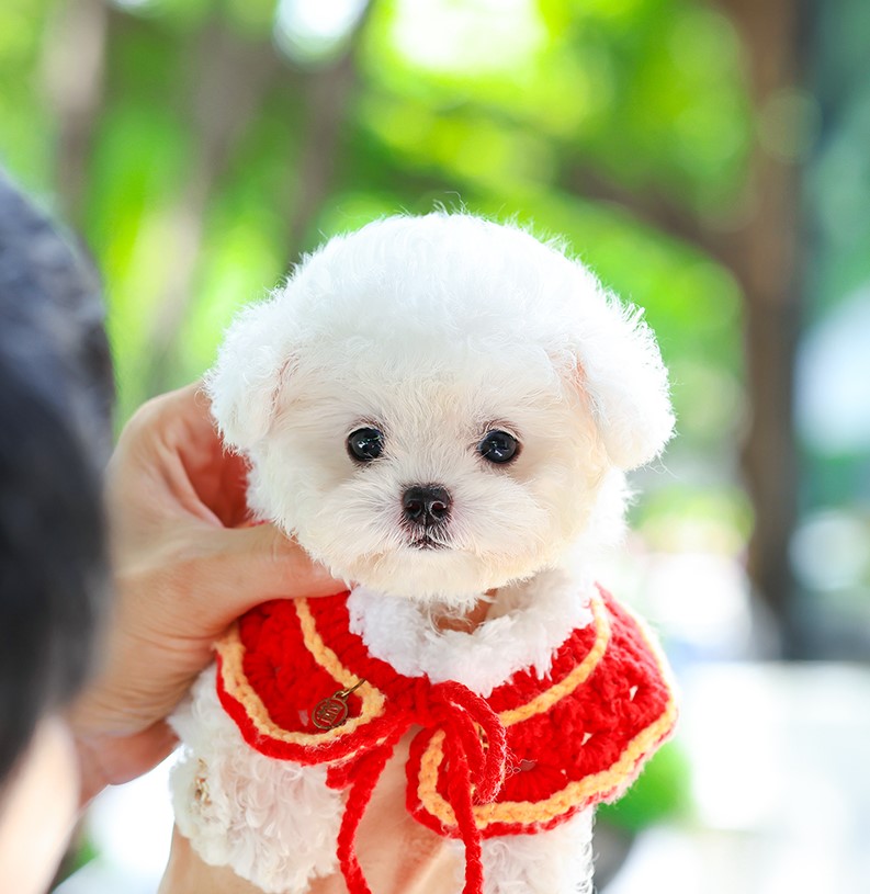 มินิบิชอง BCM-35609 เพศชาย สีขาว อายุ 2 เดือน หน้าตาน่ารัก ขาสั้น ขนแน่นฟู ขี้เล...