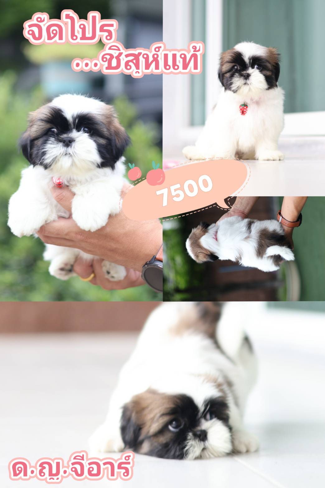 LINE: @kibzaa  จัดโปร แรงๆ  จตุโชติ