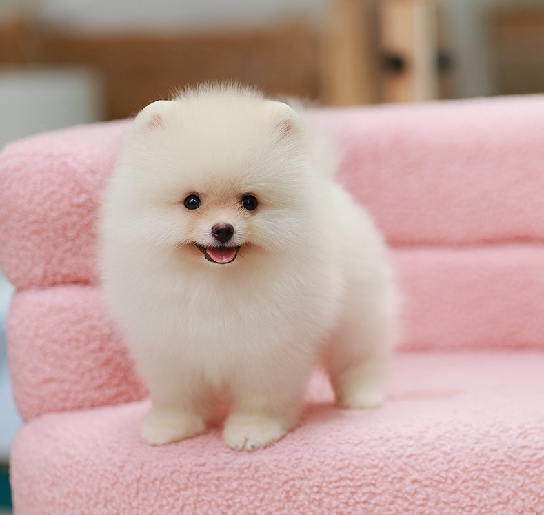 Pomeranian HRM-50949 เพศชาย สีครีม อายุ 2 เดือน ตัวเล็ก ขาสั้น หน้าสั้น ขนแน่นฟู