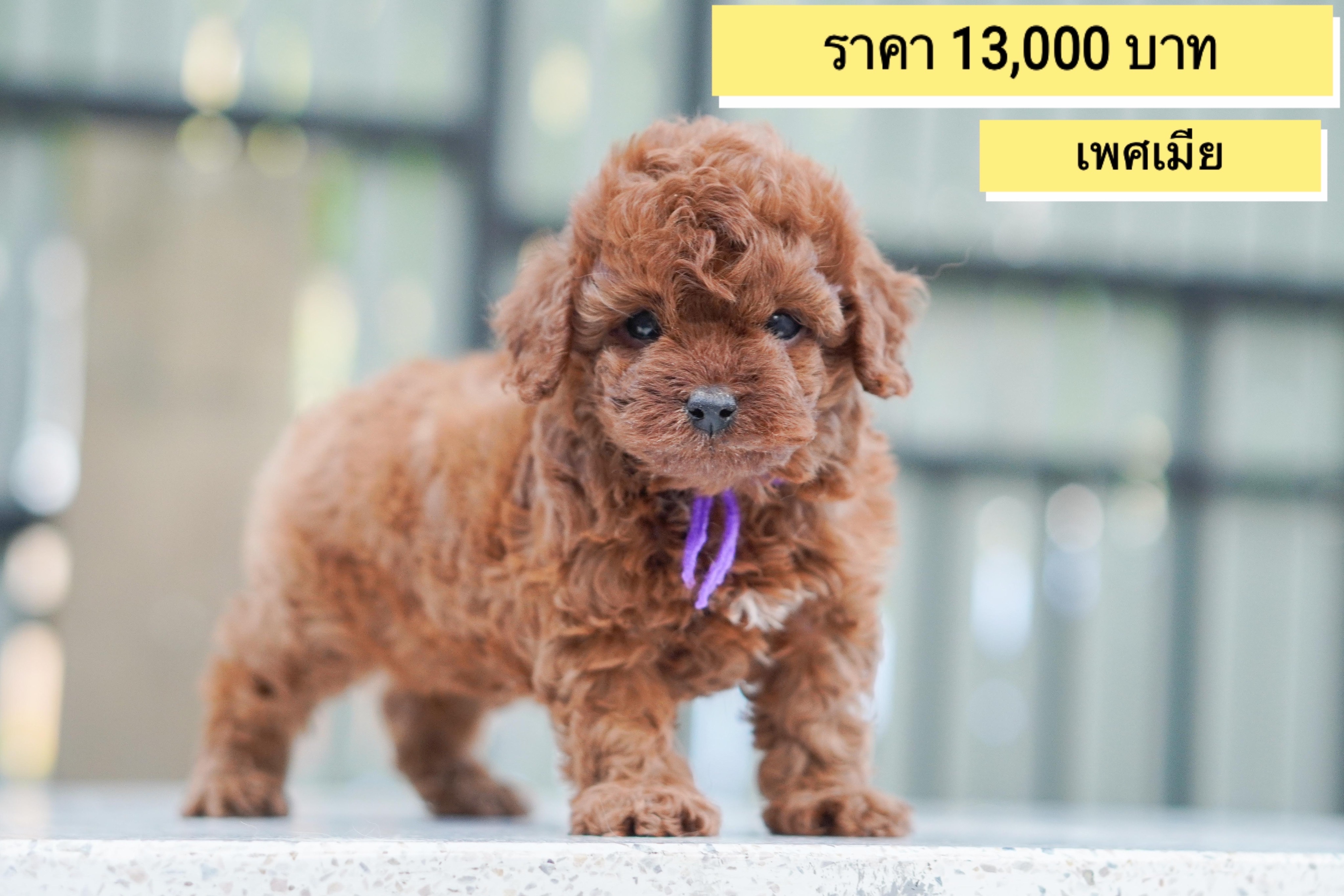 ขายลูกพุดเดิ้ลทอย ( Poodle toy ) รับบัตรเครดิตทุกธนาคาร