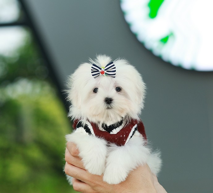 Maltese  MTM-50835 เพศชาย สีขาว อายุ 2 เดือน ตัวเล็ก ขาสั้น หน้าสั้น ขนแน่น