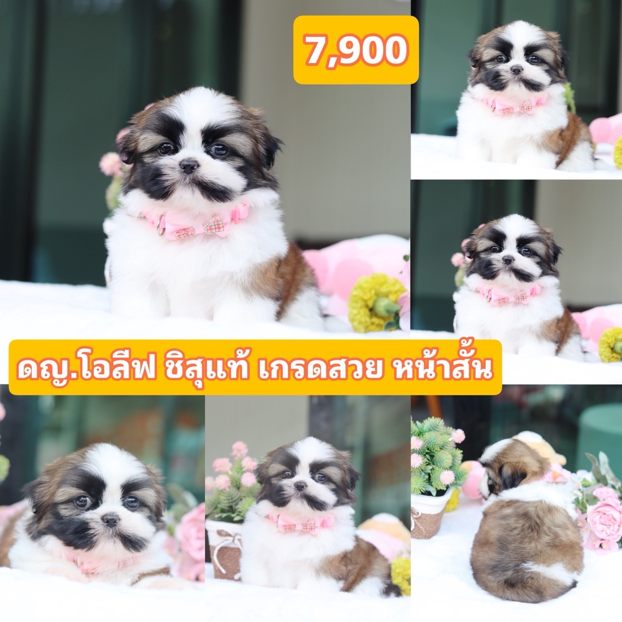 ชิสุแท้เกรดสวย