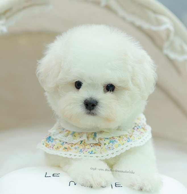 บิซอง ฟริเซ่ BCM-26519 เพศชาย สีขาว อายุ 2 เดือน ตัวเล็ก ขาสั้น หน้าสั้น ขนแน่นฟ...