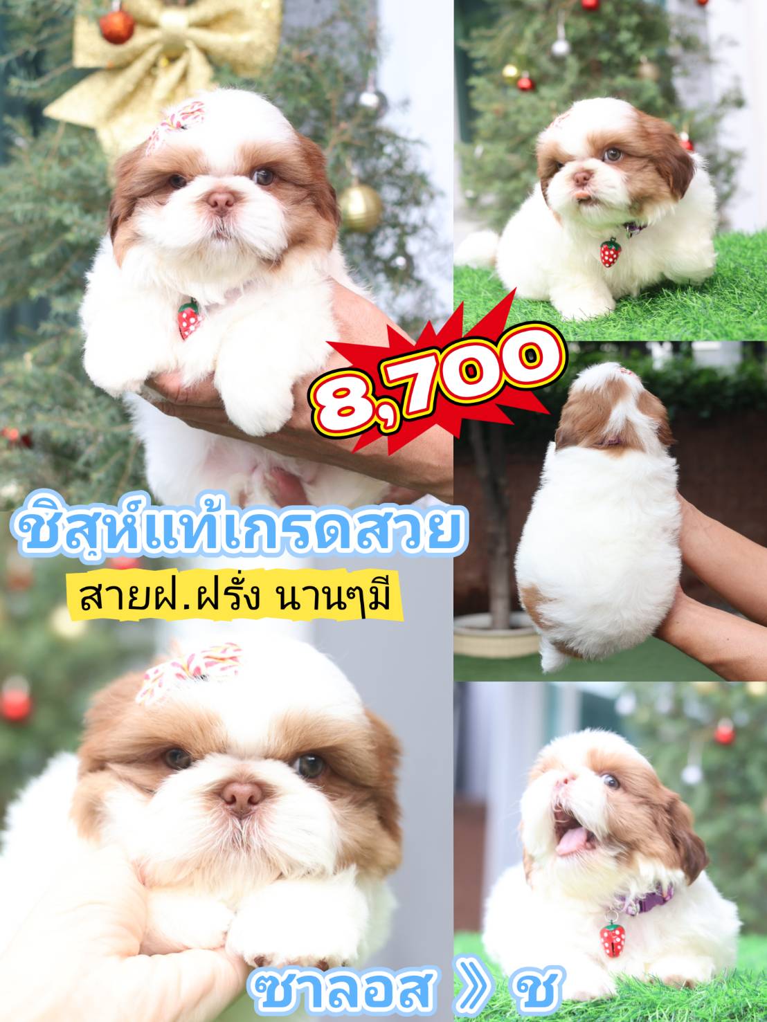 Shihtzu
