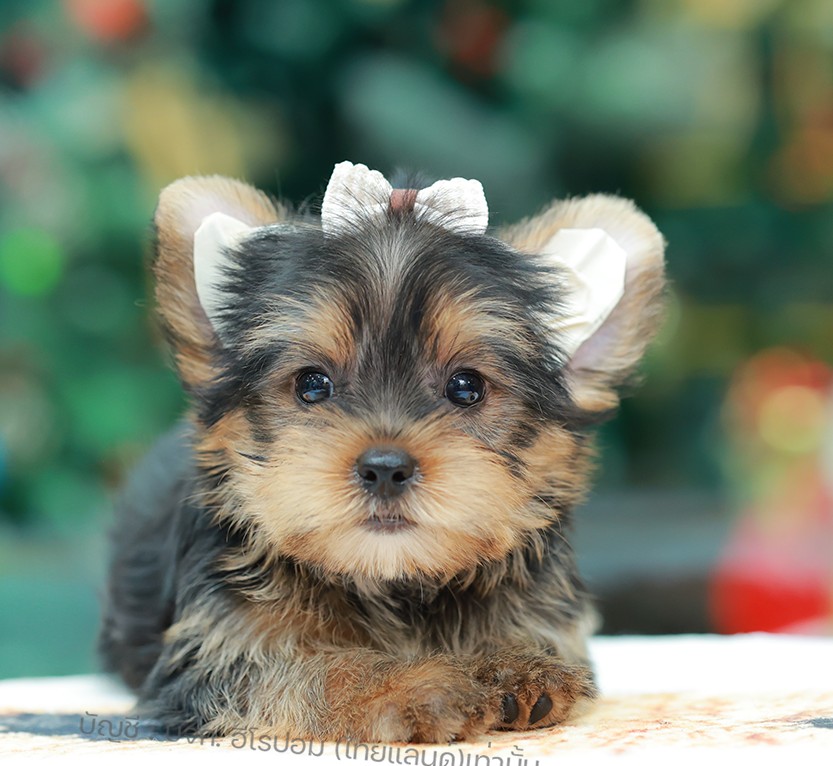 ยอร์คเชียร์ เทอร์เรีย HYF-10397 เพศหญิง สีแบล็คแทน ขนแน่น สายเลือดดี เกรดคุณภาพ...