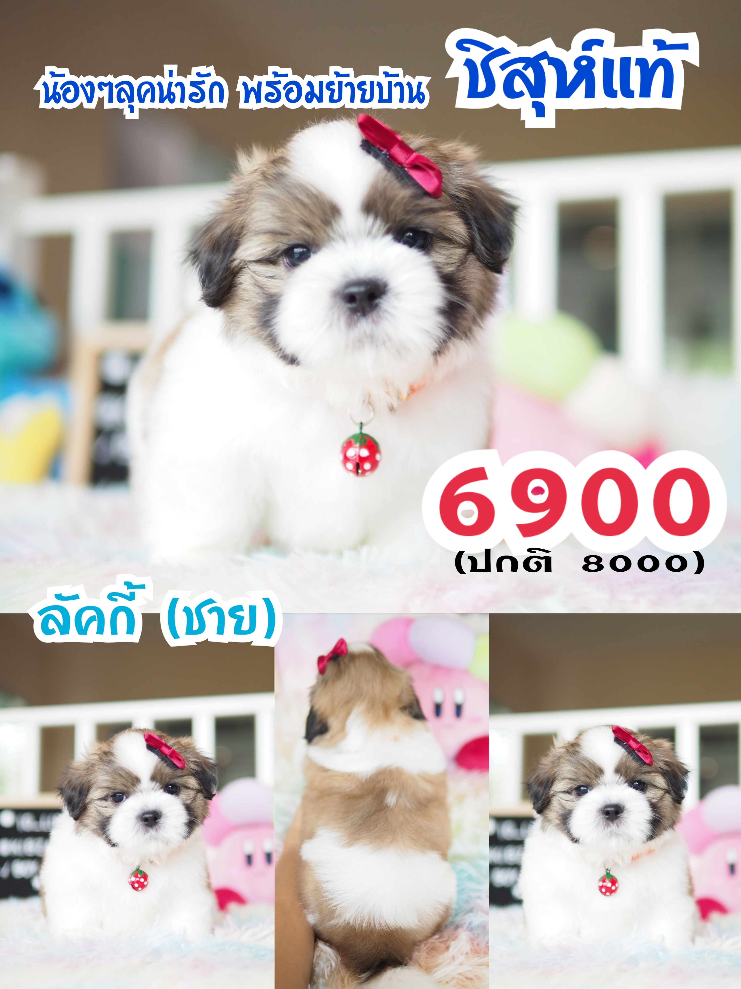 บ้านหมาน่านัก กิ๊ฟซ่า
